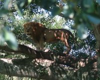 The Natal Lion Park