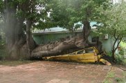 This tree was blown onto the bus in a hurricane in 1979 and has continued to grow