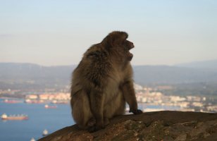 Gibraltar: One of the famous Barbary Macaques