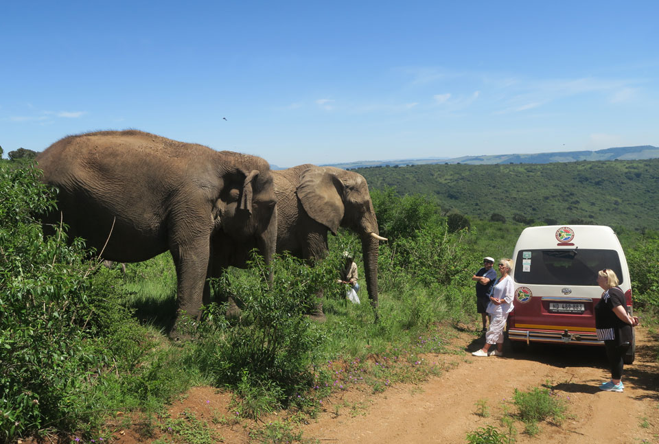 Meeting elephants on our safari