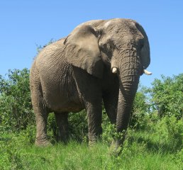 The Natal Lion Park