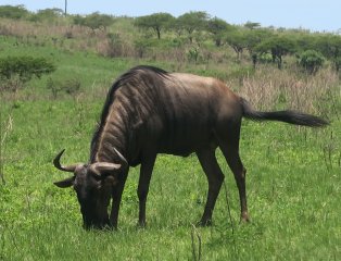 Tala Game Reserve