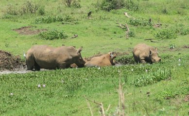 Tala Game Reserve