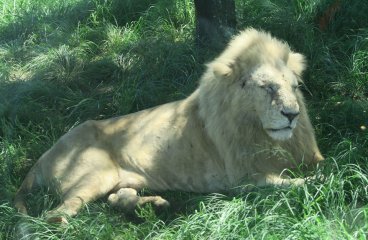 The Natal Lion Park