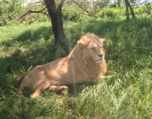 The Natal Lion Park