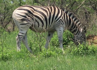 Tala Game Reserve
