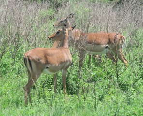 Tala Game Reserve