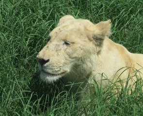 The Natal Lion Park