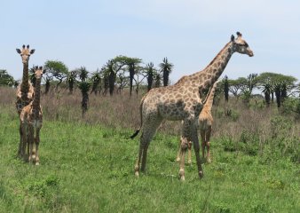 Tala Game Reserve