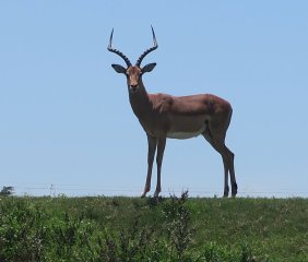 Tala Game Reserve