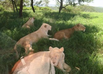 The Natal Lion Park
