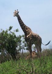 Tala Game Reserve