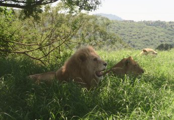 The Natal Lion Park